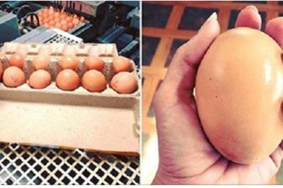 Znalazł w kurniku gigantyczne jajo! Gdy pękła w końcu skorupka, nie mógł uwierzyć własnym oczom! 