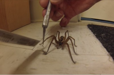 Pająk który sam wyciąga „nogę” po pomoc! Nigdy w życiu nie wdziałem czegoś takiego!