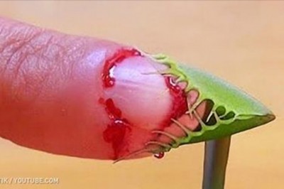 11 toksycznych roślin od których powinnaś trzymać się z daleka! Sporo z nich występuje w Polsce!