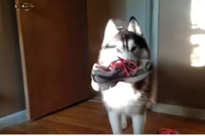 Ja nic na ten temat nie wiem! Mądry husky kłóci się z właścicielką o kradzież buta :D