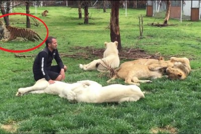 Tygrys ratuje swojego opiekuna przed atakiem leoparda! Chciał go wziąć z zaskoczenia!