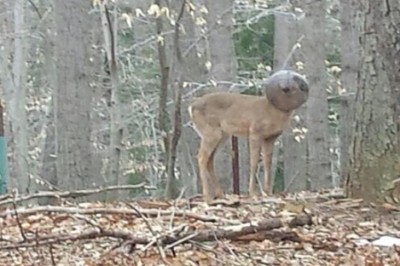 W lesie za domem zauważył nietypowe zwierzę! Nie spotkał się z takim czymś nigdy w życiu! 