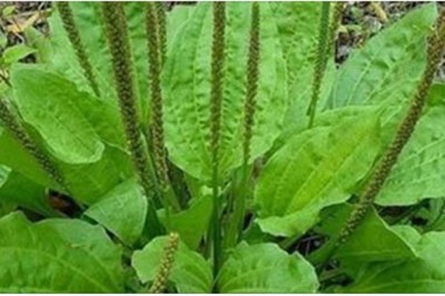 Jeżeli w Twoim ogródku rośnie ta roślina, to możesz uważać się za szczęściarę! Poznaj jej właściwości! 