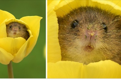 Fotograf zrobił sesję zdjęciową małej myszki w tulipanach! Efekty jego pracy zapierają dech! 