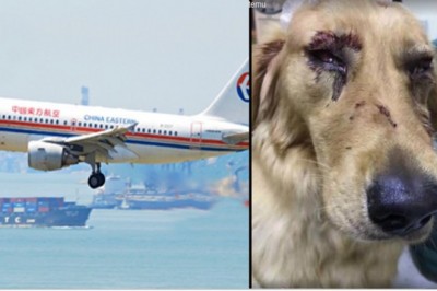 Przewoził psa samolotem w luku bagażowym! Jak odebrał zwierze od obsługi lotniska natychmiast wezwał policję!