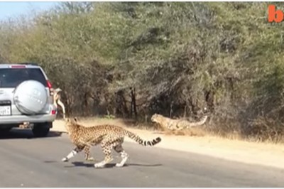 Podczas safari dwa gepardy ścigają antylopy! Nagle jedna z nich popełnia bardzo bolesny błąd! 