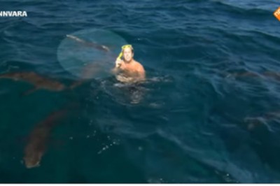 Mocne nagranie z ataku rekinów na prezentera telewizyjnego! Cudem uratował swoje ramie!