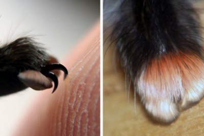 Widzisz te słodkie, futrzane łapki? Jak dowiesz się jakie to zwierze to spanikujesz!