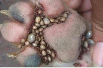 Zdjęcie psiej łapy pełnej pasożytów wywołało poruszenie na Facebooku! Udostępniło je 140 tyś ludzi! 