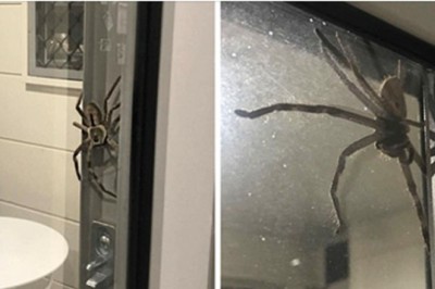 Pokazała zdjęcie wyjaśniając czemu boi się wyjść z mieszkania! Znajomi doradzali jej, żeby spaliła cały dom!