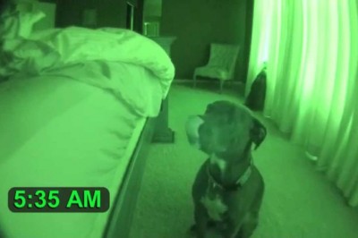 Właściciel zostawił na noc włączoną kamerę! O 5 rano jego pit bull zaczął się dziwnie zachowywać