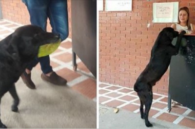 Ten pies zobaczył jak studenci kupują jedzenie za pieniądze! Postanowił więc sam za siebie zapłacić!