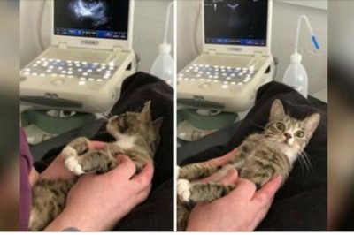 Zaskakująca reakcja kotki na wieść, że jest w ciąży rozbawiła ludzi z całego świata! Dała jej też nowy dom! 