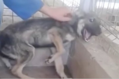 Skatowana suczka płakała kiedy ktoś chciał ją dotknąć! Jej reakcja gdy została pierwszy raz pogłaskana łamie serce! 