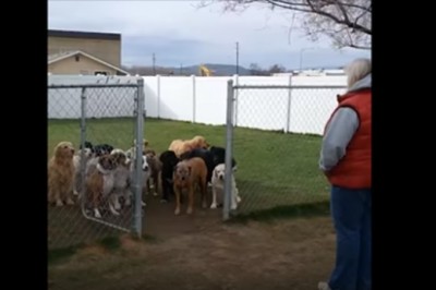 Sprawdzanie listy obecności po imieniu u bardzo inteligentnych psów! Ostatni ma swoje humorki :) 