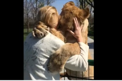 Od razu się na nią rzuciła! Adoptowała tą lwicę gdy była małym kociakiem i nie widziały się 7 lat! 