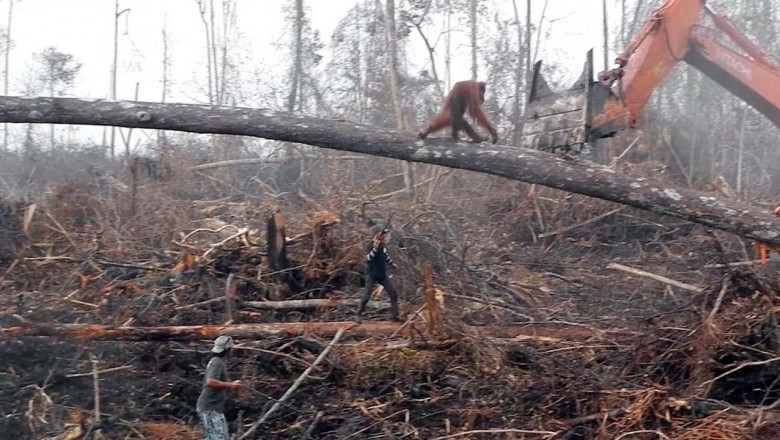 Orangutan rozpaczliwie próbował powstrzymać koparkę, która niszczyła jego dom! Był bez szans w starciu z ludźmi!