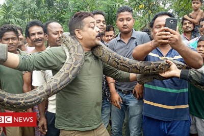 Chciał zrobić sobie selfie z wielkim pytonem którego złapał żywcem! O mało nie przypłacił tego życiem! 