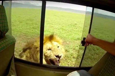 Uchylił szybę w aucie, żeby pogłaskać lwa! Szybka reakcja zwierzęcia sprawiła, że spanikował!