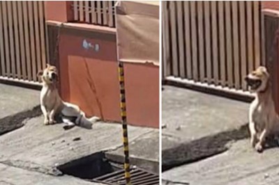 Przykuł swojego psa na bardzo krótkim łańcuchu to ściany! Bezradny zwierzak dusił się cały dzień na słońcu! 