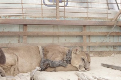 Lew górski w niewoli spędził 20 lat  na łańcuchu ! Jego reakcja gdy odzyskał wolność jest magiczna!