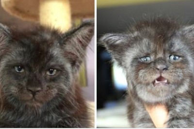 Ten kot z ludzką twarzą  potrafi zahipnotyzować spojrzeniem! Niezwykły zwierzak z Rosji! 