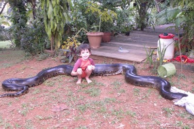 Co za bydle! Ogromna anakonda schwytana po tym jak zjadła psa na podwórku sąsiadów!