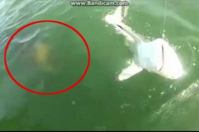 Co to był za potwór?! Kamera uchwyciła jak olbrzymia kreatura z głębin zjada rekina!