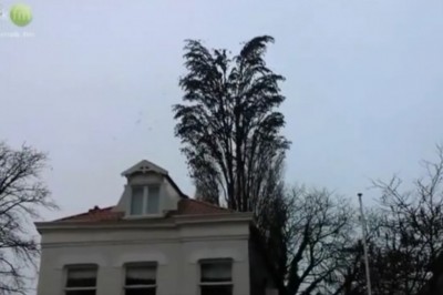 Nie odrywaj wzroku od tego drzewa! Za chwilę stanie się coś co sprawi, że zaniemówisz!