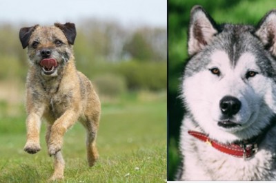 Jaka rasa psów pasuje do ciebie najbardziej? Powie ci o tym twój znak zodiaku!