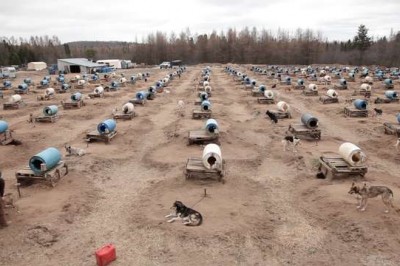 200 psów na łańcuchach na środku pola przez całe lato! Ich jedyny cień to plastikowe beczki jako budy! 