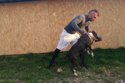 Co robić Twój pies zostanie zaatakowany? Zobacz jak rozdzielić gryzące się psy!