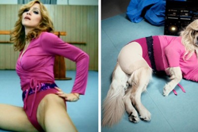 Ten pies odtworzył ikoniczne zdjęcia Madonny – dbałość o szczegóły jest absolutnie niewiarygodna!