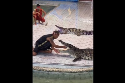 Jeszcze głębiej mógł rękę wsadzić! Mądry krokodyl szybko kończy show!