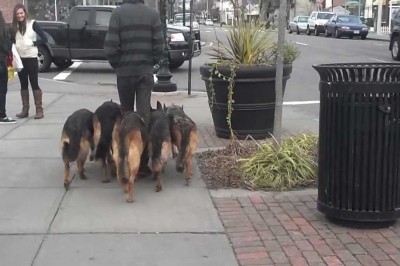 Prowadzi 5 owczarków po ruchliwej ulicy! Mijający go przechodnie przecierają oczy ze zdumienia :D