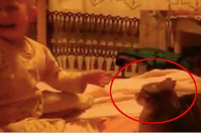 Płaczące dziecko z całej siły uderza kota! Reakcja zwierzęcia wywołała bardzo dużo kontrowersji!