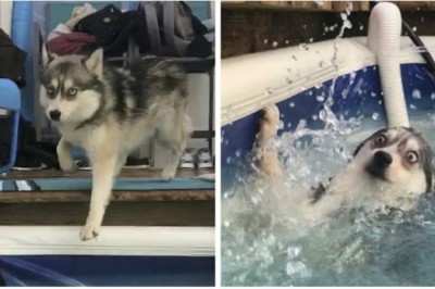 20 rozbrajająco głupich psów, które rozśmieszą cię do łez! Te zwierzaki dopiero zrozumieją jakie popełniły błędy! 