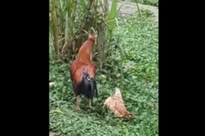 Kura udaje trupa, żeby kogut dał jej spokój! Czyli ból głowy u kobiety w kurzej odmianie!