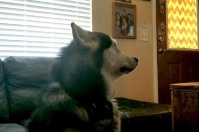 Suczka obraziła się na swoją właścicielkę za to co jej urządziła! Nie miała ochoty nawet na nią spojrzeć! 