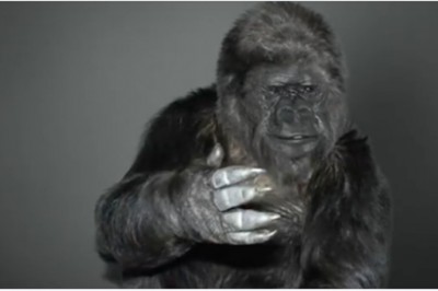 Przed swoją śmiercią gorylica Koko przekazała ludziom ważną wiadomość! Znała język migowy! 