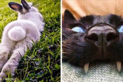 22 zdjęcie zwierzaków zrobione w idealnym momencie! Po prostu nie mogły się lepiej ustawić! 