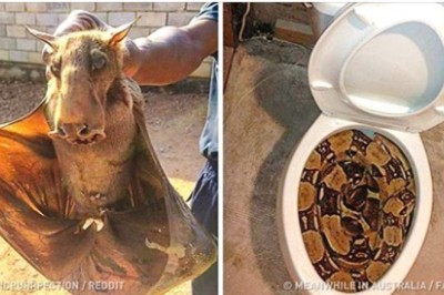 20 stworzeń rodem z koszmarów, naprawdę zamieszkujących naszą planetę!