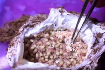 Tysiące wylęgających się  ptaszników to  najbardziej fascynujący i przerażający widok jaki dziś zobaczysz. 