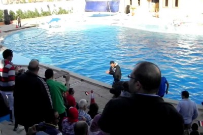 Wypadek z dzieckiem w pontonie na pokazie delfinów w egipskim kurorcie.