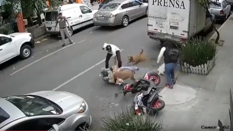 Wyrwał swojego psa ze szczęk pitbulla i obronił go własnym ciałem. Niesamowite poświecenie właściciela