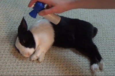 Postanowił obudzić malutkiego śpiącego króliczka przy pomocy trąbki kibica. Internauci byli zachwyceni