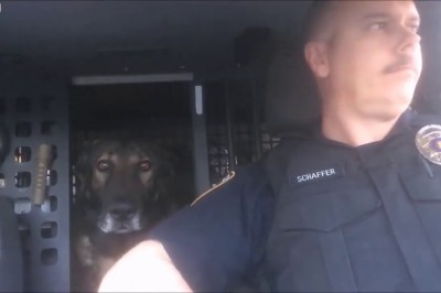 Moment, w którym pies policyjny dowiedział się, że odchodzi na emeryturę