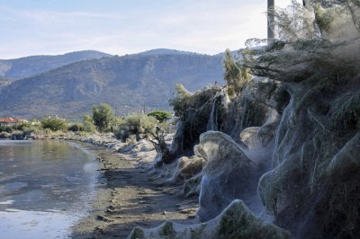 Koszmar osób z arachnofobią. Miliony pająków i potężne pajęczyny na plaży