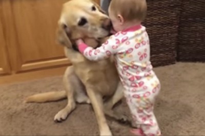 Opiekunka znęcała się nad 7-miesięcznym dzieckiem. Wtedy pies postanawia zrobić coś, aby mu pomóc