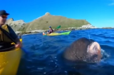 Takiego liścia to chyba jeszcze nikt nie dostał. Kajakarz dostaje w twarz z zaskoczenia